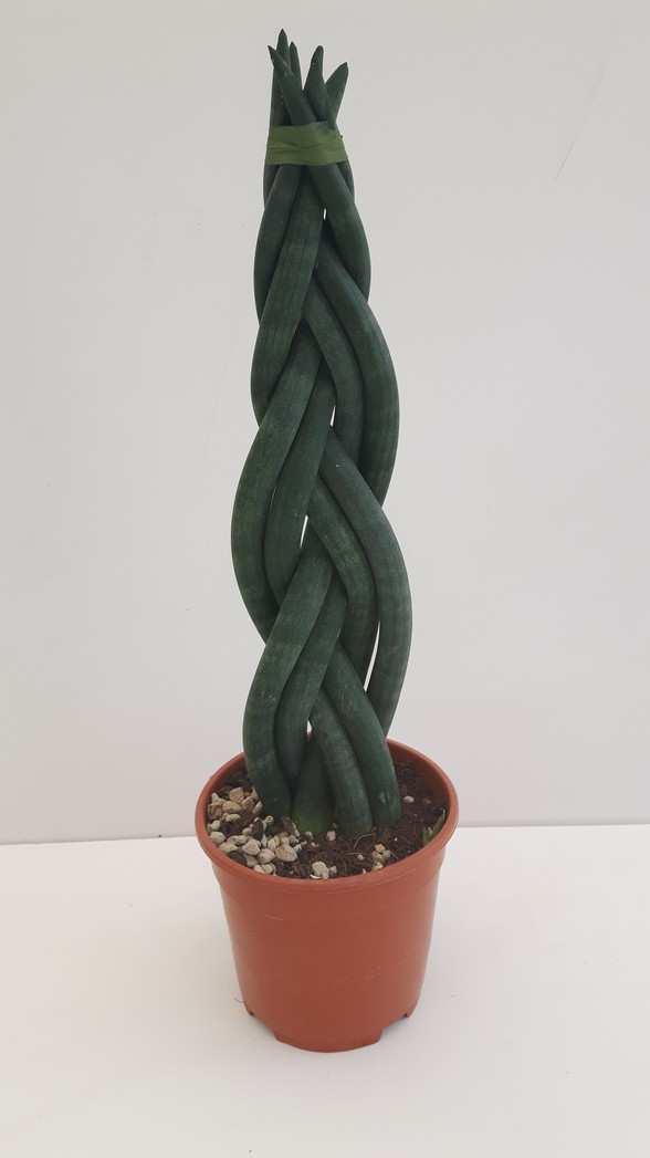 SANSEVERIA