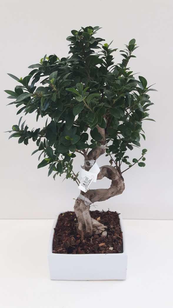 FICUS 