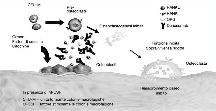 8 Denosumab e l ipercalcemia da rebound Anticorpo monoclonale completamente umanizzato (IgG2) che lega RANKL (RANK-Ligand) con alta affinità e specificità.