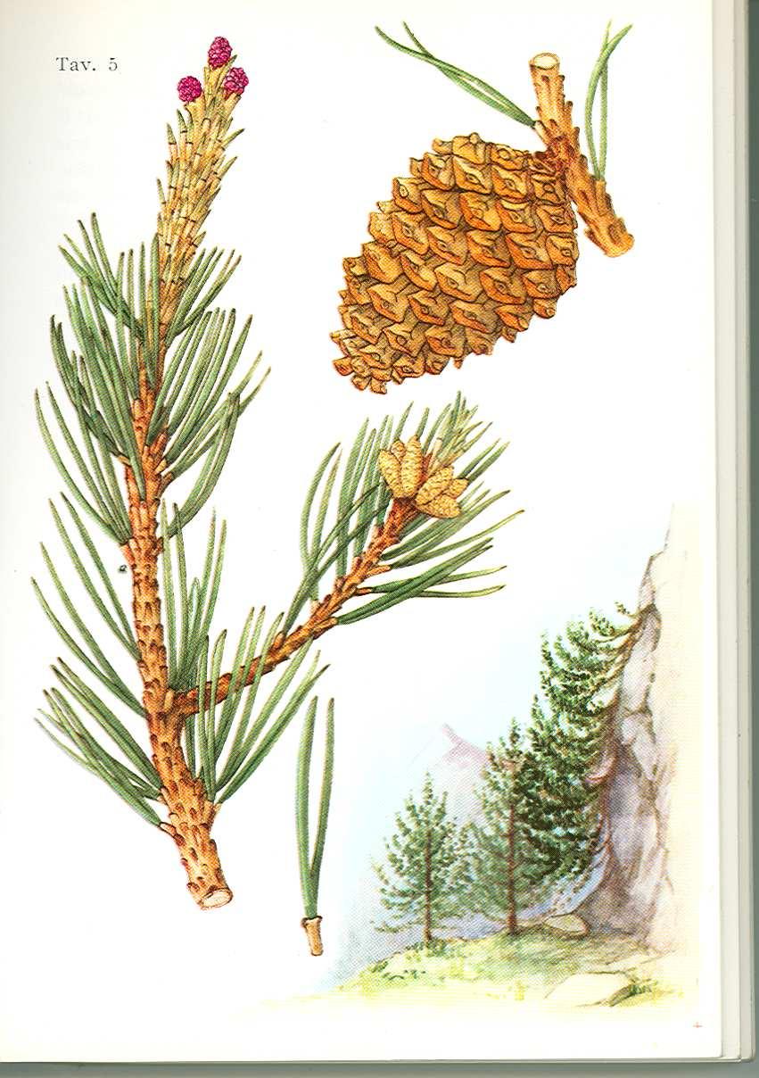 Pinus sylvestris Per distinguere le varie specie occorre osservare la