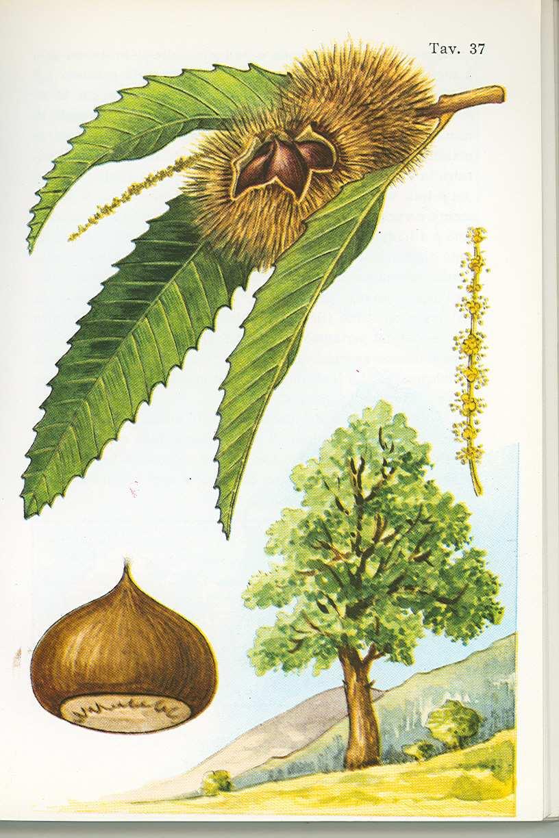 CASTAGNO Il Castagno è un albero con foglie annue, a picciolo corto, con lamina ovale lunga e stretta. Le foglie hanno venatura pennata e margine regolarmente seghettato.