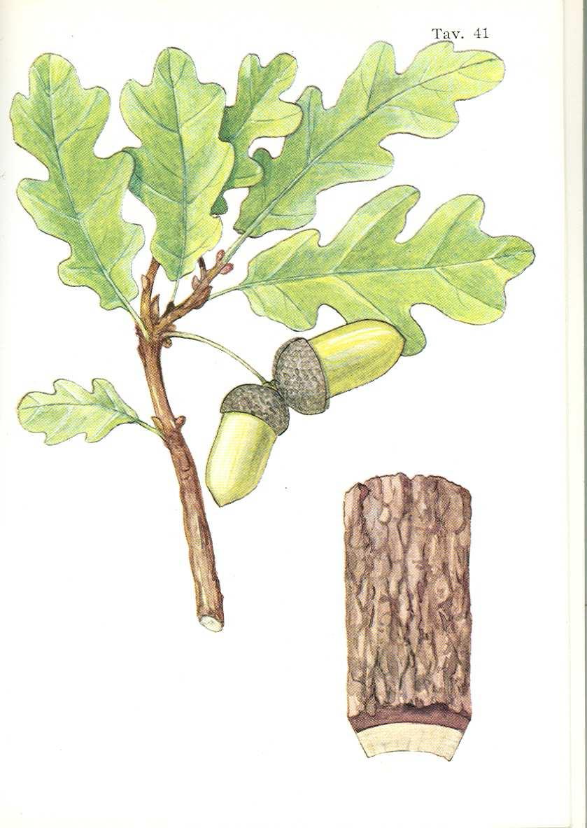 LE QUERCE: FARNIA E ROVERE La farnia (Quercus robur) ha le foglie con picciolo corto e le