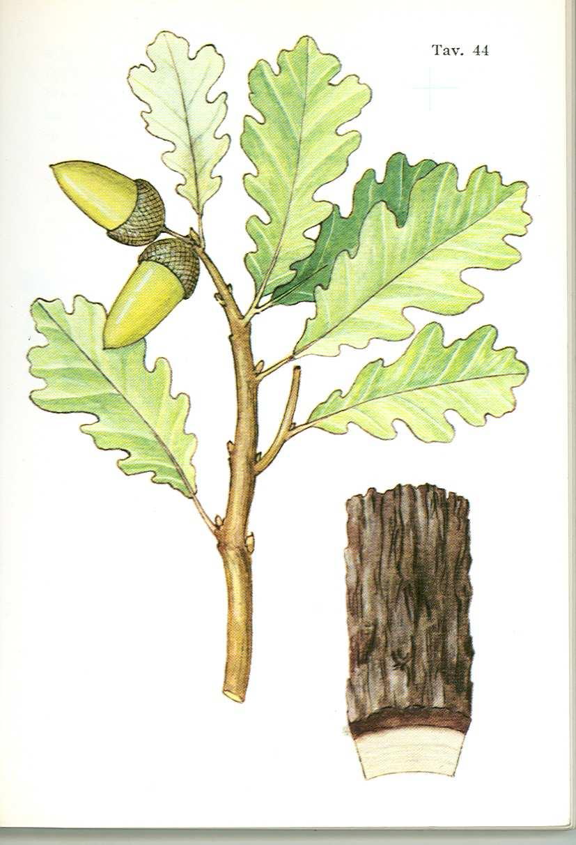 LE QUERCE: ROVERELLA La roverella è una quercia diffusa in pianura e in montagna in luoghi ben esposti al sole. A maturità la roverella è più piccola della farnia e della rovere.