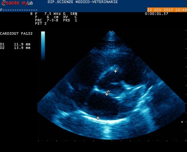 Fig.7 Proiezione in parasternale destra B-mode asse corto a livello di base del cuore, con vista su aorta e atrio sinistro. Metodo Rishniw per misurare il rapporto tra le due strutture.
