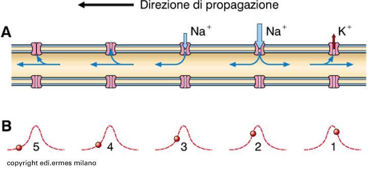 Propagazione del potenziale d azione La corrente depolarizzante è dovuta all ingresso di cariche positive.