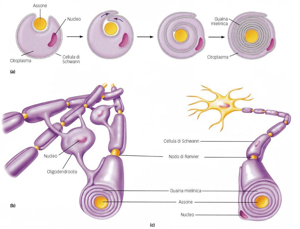 Guaina mielinica Gli assoni sono avvolti da cellule di neuroglia, disposte sequenzialmente, dette cellule di Schwann nel sistema nervoso periferico e cellule di oligodendroglia nel sistema nervoso