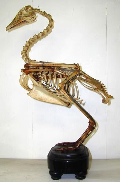 Raccolta osteologica Scheletri completi Sono presenti due esemplari di dromedario, un adulto ed uno appena nato, vari esemplari della