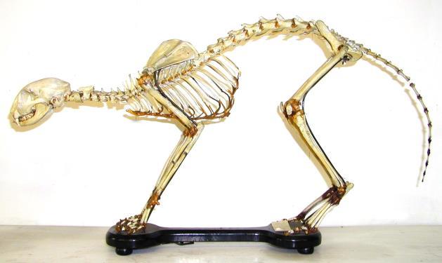 Oltre ad alcuni esemplari di animali esotici estinti, sono presenti scheletri completi dei principali animali da produzione zootecnica e