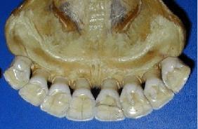 Raccolta delle dentizioni (Canis familiaris L. 1758) (Bos taurus L.