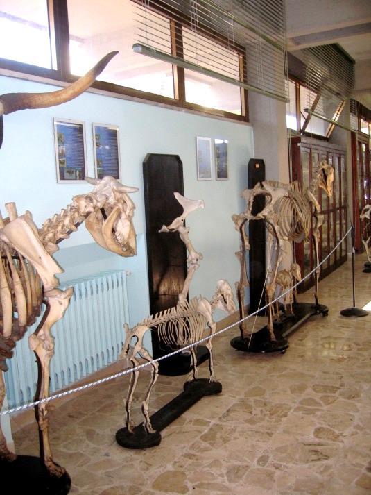 I laboratori didattici Lo scheletro animale: archivio di informazioni biologiche e comportamentali La domesticazione degli animali Finalità: lo studio dello scheletro permette di risalire alla specie
