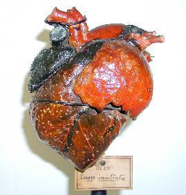 Le collezioni anatomiche Apparato cardio-circolatorio Si possono