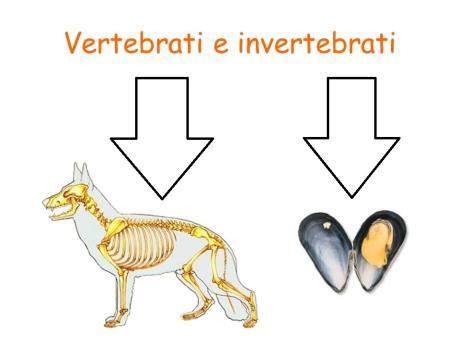 RIPRODUCONO E MUOIONO I