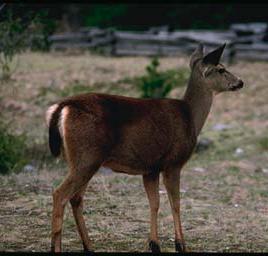 La fertilità Cervo mulo (Odocoileus