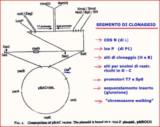 Caratteristiche dei vettori BAC I Cromosomi Artificiali Batterici (BAC) sono vettori che derivano dal fattore sessuale F siti cos del fago λ, e lox P del fago P1: possono generare estremità (taglio