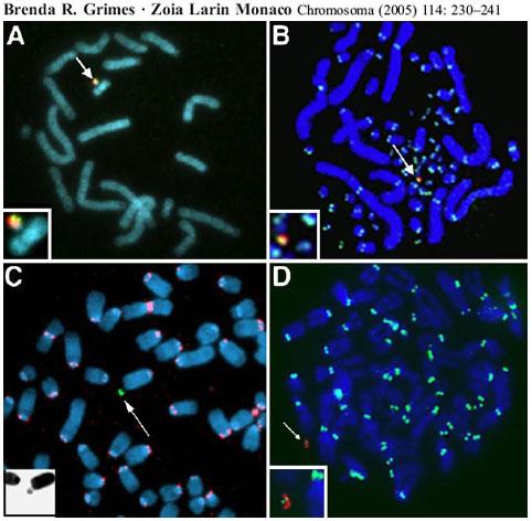 Grimes & Monaco, Artificial and engineered chromosomes: developments and prospects for gene therapy. Chromosoma (2005) 114: 230 241. DOI 10.