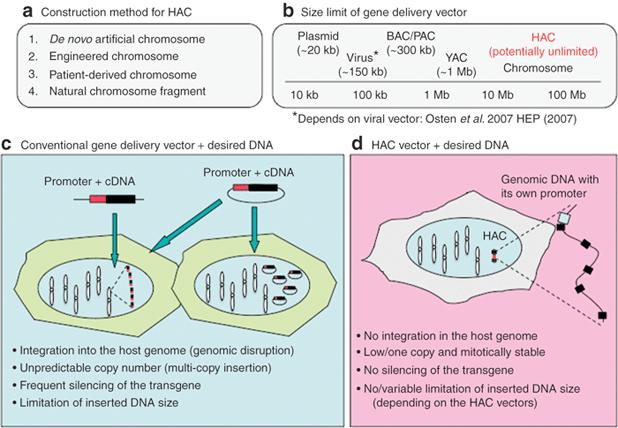 Potential characteristics of human artificial chromosomes (HACs) Kazuki and Oshimura, Molecular Therapy, 19 9, 1591 1601, 2011.