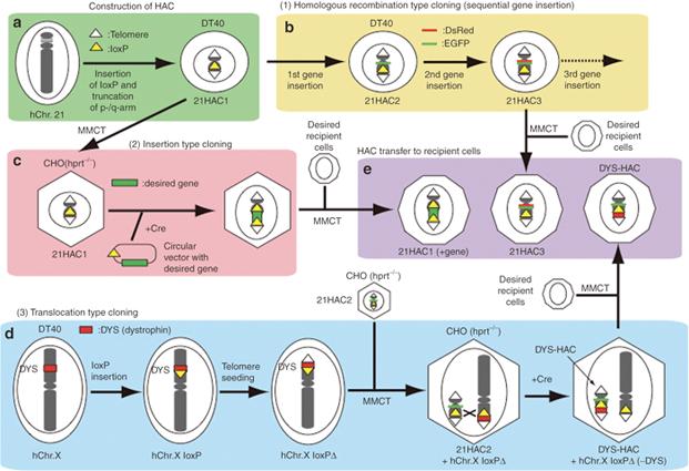 Kazuki and Oshimura, Molecular Therapy, 19 9, 1591 1601, 2011. An example for the construction of engineered human artificial chromosomes (HACs) via top-down approach and subsequent gene delivery.