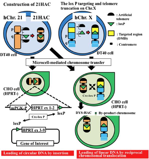 Oshimura et al., A pathway from chromosome transfer to engineering resulting in human and mouse artificial chromosomes for a variety of applications to bio-medical challenges.