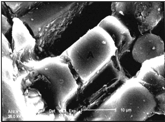 Perché proteggere le armature del cemento con la zincatura a caldo? Nelle prime fasi ( 60gg), lo zinco (10µm) reagisce con il cemento con formazione superficiale di idrossizincato di calcio.