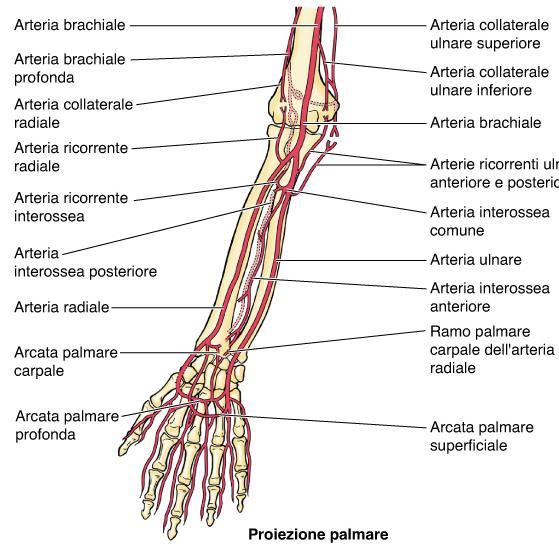 Circolo Arterioso