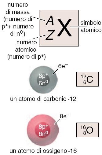 Numero di Massa A Il numero di massa A è il numero di protoni e di neutroni nel nucleo (anche detti nucleoni) X = simbolo atomico dell elemento A = numero di massa; A = Z