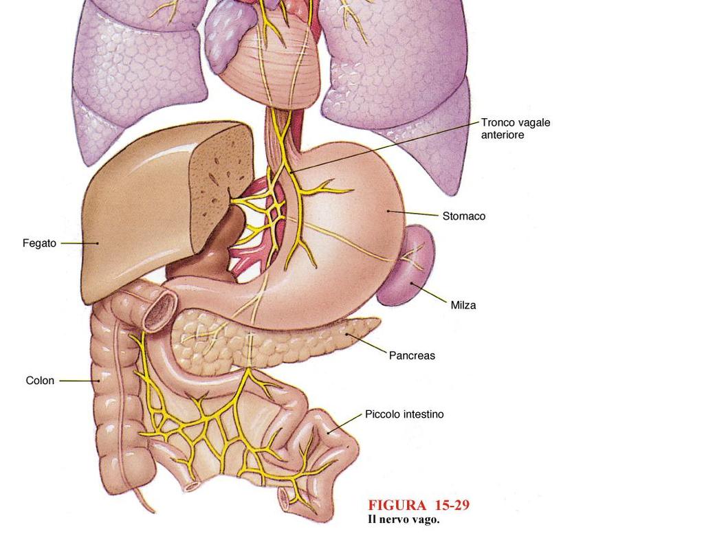 faringe, apparato respiratorio e apparato digerente e le inviano al nucleo solitario del tronco dell encefalo Fibre motrici