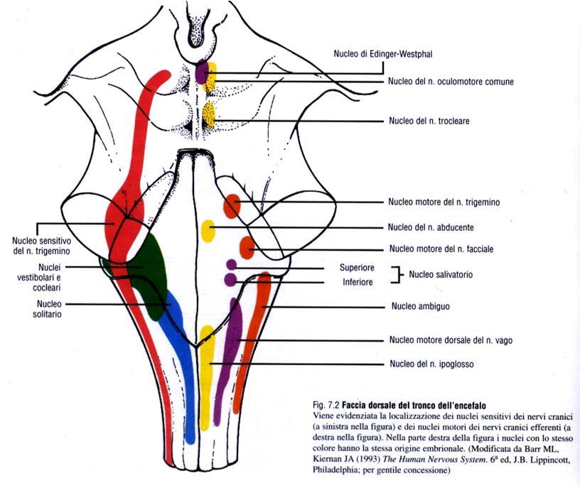 viscerali: - la fibra pregangliare origina nel nucleo motore dorsale del vago - la fibra postgangliare origina in gangli in