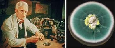 La penicillina Alexander Fleming nel 1928 scopre che il Penicillium notatum