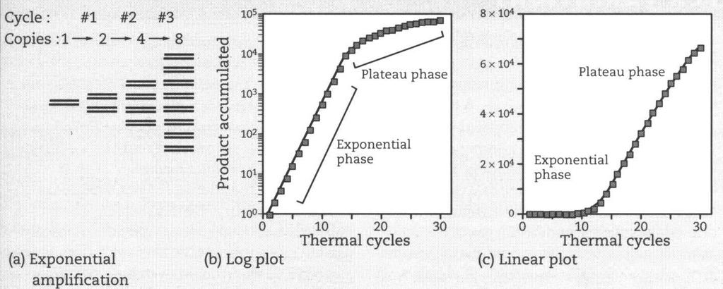 Fasi dell amplificazione PCR Durante la fase esponenziale c èc una stretta relazione tra l ammontare l di DNA ed il numero di cicli. Durante una PCR, i reagenti sono limitati dopo pochi cicli.