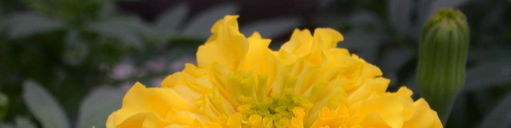 Tagetes erecta Perfection Intervalli in giorni e in gradi giorno relativi delle