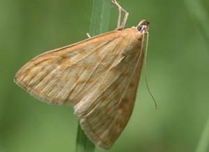 Lotta biologica alla Piralide con Trichogramma brassicae Drone per la lotta biologica alla piralide del mais Piralide del mais La Piralide del mais (Ostrinia nubilalis) è un lepidottero Crambide,