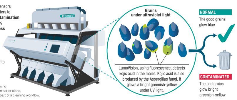 LumoVision : uso della fluorescenza come indicatore delle aflatossine Riduzione di