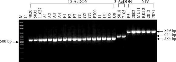 NIV 644 pb = produttori di 3-AcDON 583 pb = produttori di 15-AcDON Un unica reazione di PCR con