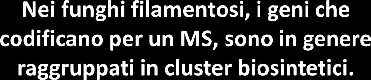 GRUPPI DI GENI COINVOLTI NELLA BIOSINTESI DEI METABOLITI SECONDARI Cluster genico: core synthase gene Oxidoreductase Acyl or amino transferase Dehydrogenase Transporter Transcription factor La