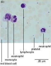 Eosinofili e Neutrofili Eosinofili: modulano la risposta