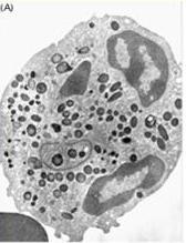 dei parassiti Neutrofili: fagocitano e distruggono