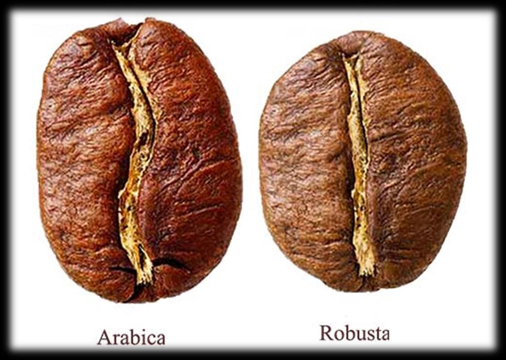 Il caffè Le varietà di caffè più diffuse sono l arabica, considerata la più pregiata per il gusto e l aroma, e la robusta, che deve il suo nome al