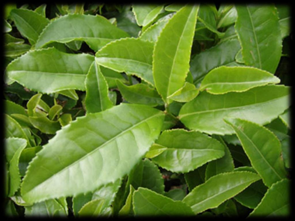 Il tè Il tè è una pianta arbustiva sempreverde (Camellia sinensis) coltivata principalmente in