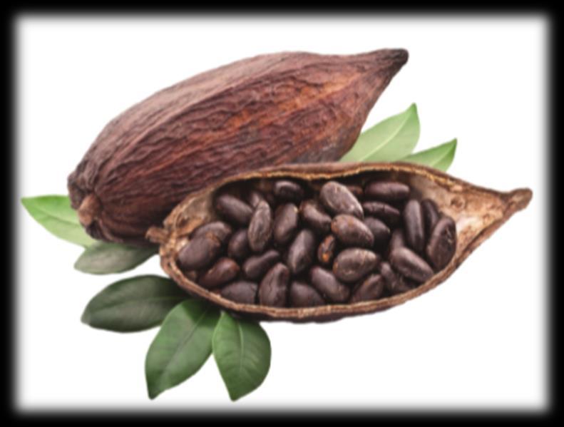Il cacao e la cioccolata La storia del cacao conduce in America centrale dove antiche