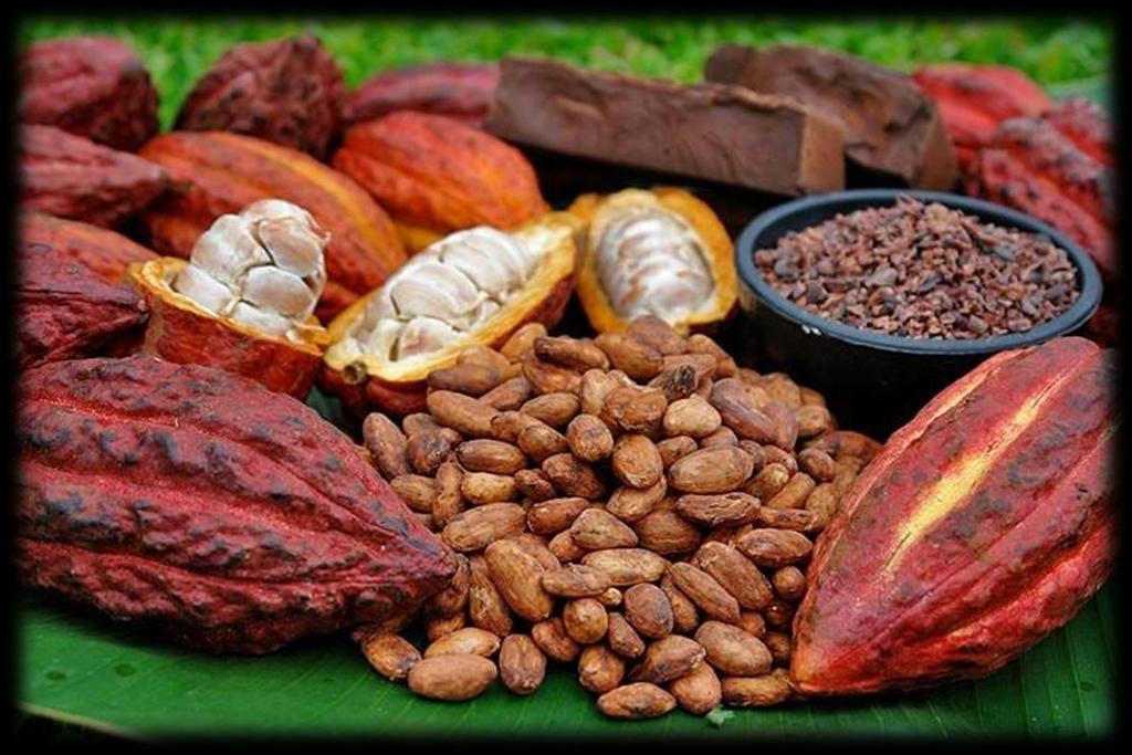 Il cacao e la cioccolata Il cacao è un albero tropicale (Theobroma cacao) coltivato in America centro-meridionale e in Africa occidentale per i suoi frutti,