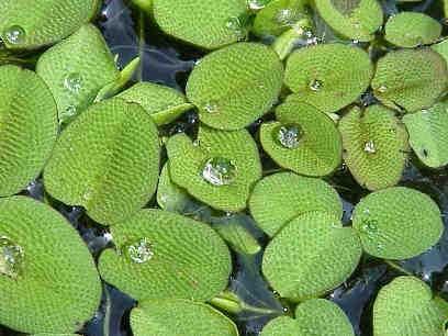 VU): Idrofita radicante, cosmopolita, vive in acque limpide, stagnanti o lentamente fluenti.