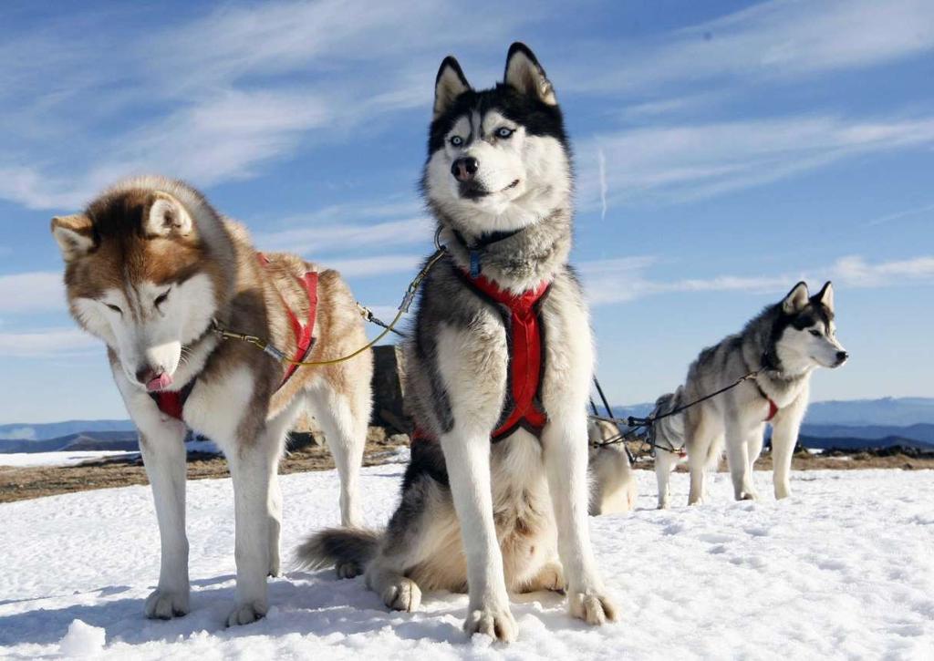 24 Il fabbisogno energetico dei cani è