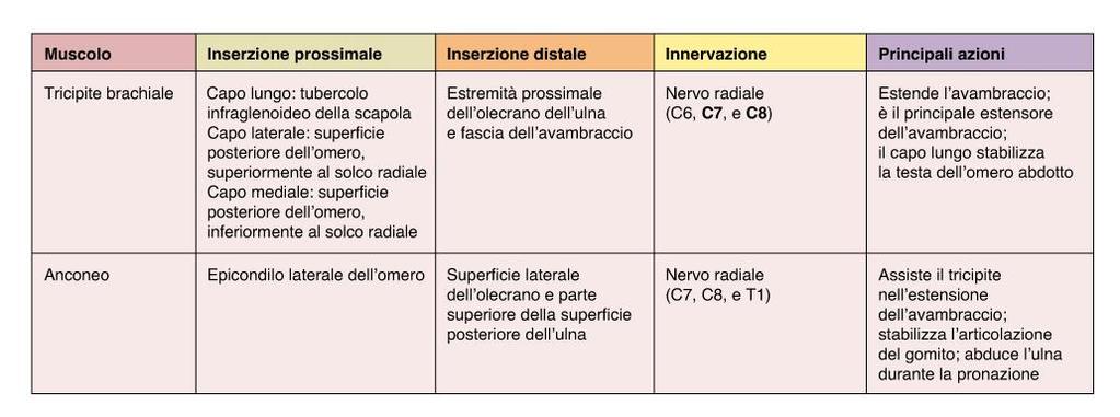 Braccio