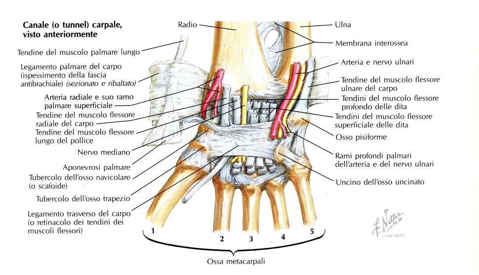 Retinacula dei Flessori e Canale del