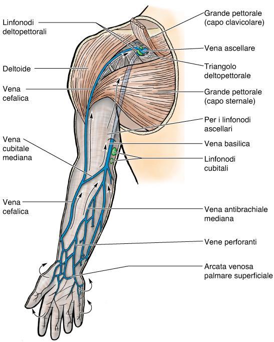 Formazione della Vena ascellare: unione vene