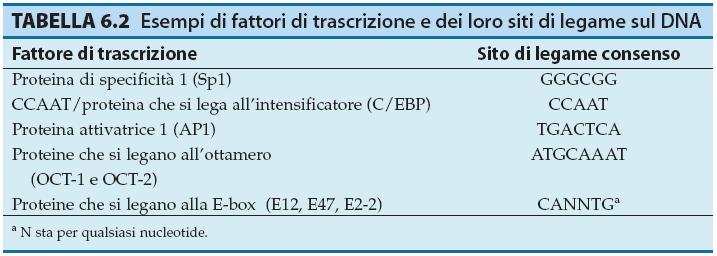 Nonostante siano conosciuti molti dei siti a cui si legano i differenti TF resta