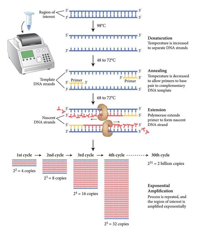 Dal prodotto di PCR al