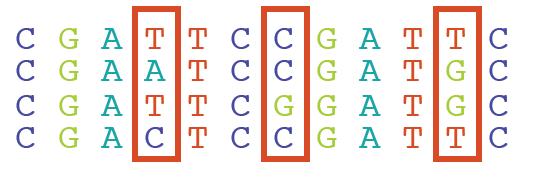 I geni nelle popolazioni Polimorfico: presenza di >1 tipo genico distinto nella