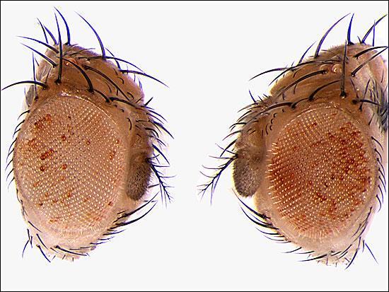 The picture shows two Drosophila Melanogaster heads from the Wm4h strain. In this strain the eye color is an epigenetic reporter where redder eyes indicates a more open chromatin structure.