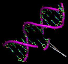 ORGANISMO GENETICAMENTE MODIFICATO TECNICHE DI BREEDING Classiche: Moderne: - radiazioni